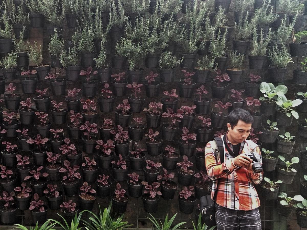 How to Grow a Vertical Garden in Small Spaces